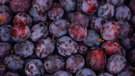 The Power of Black Plum